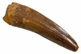 Fossil Spinosaurus Tooth - Real Dinosaur Tooth #326236-1